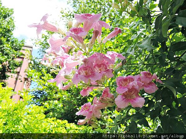 109.10.9 東山濕地生態教學公園-紫芸藤.JPG