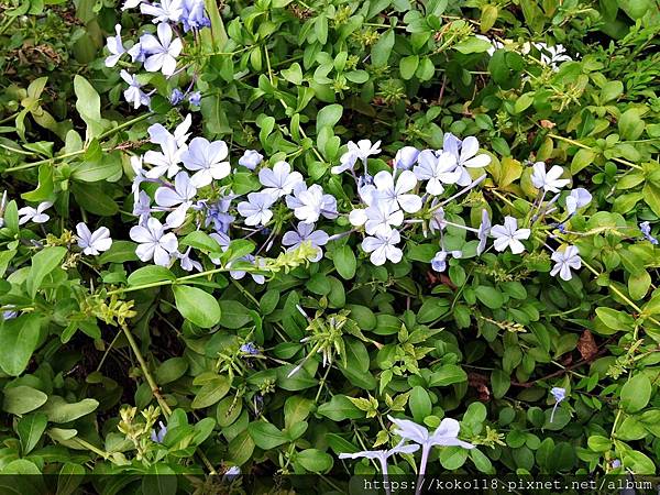 109.10.25 工研院化工所-藍雪花.JPG