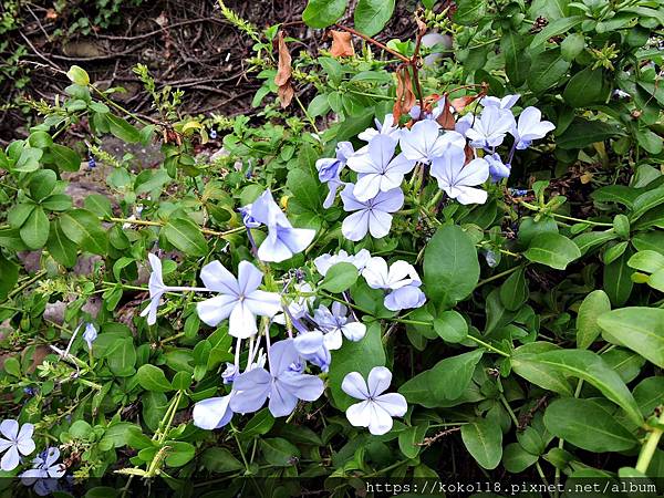 109.10.25 工研院化工所-藍雪花2.JPG