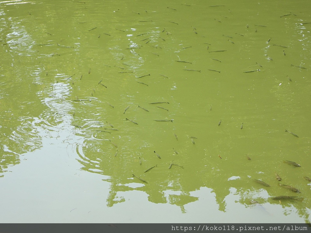 109.10.28 新竹公園-魚.JPG