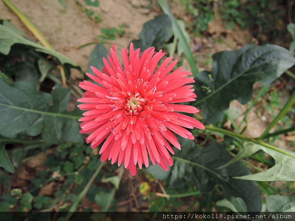 109.11.13 十八尖山-自由車場旁-非洲菊.JPG