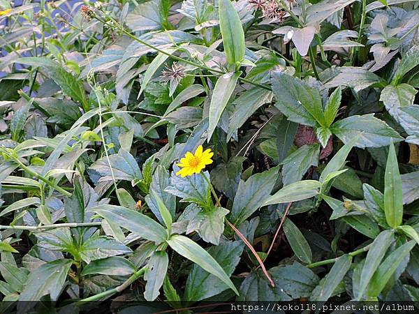 109.11.20 新竹公園-南美蟛蜞菊.JPG