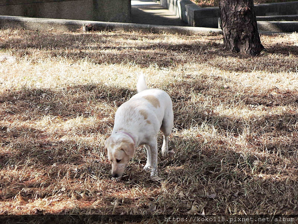 109.11.20 新竹公園-玻工館-狗2.JPG