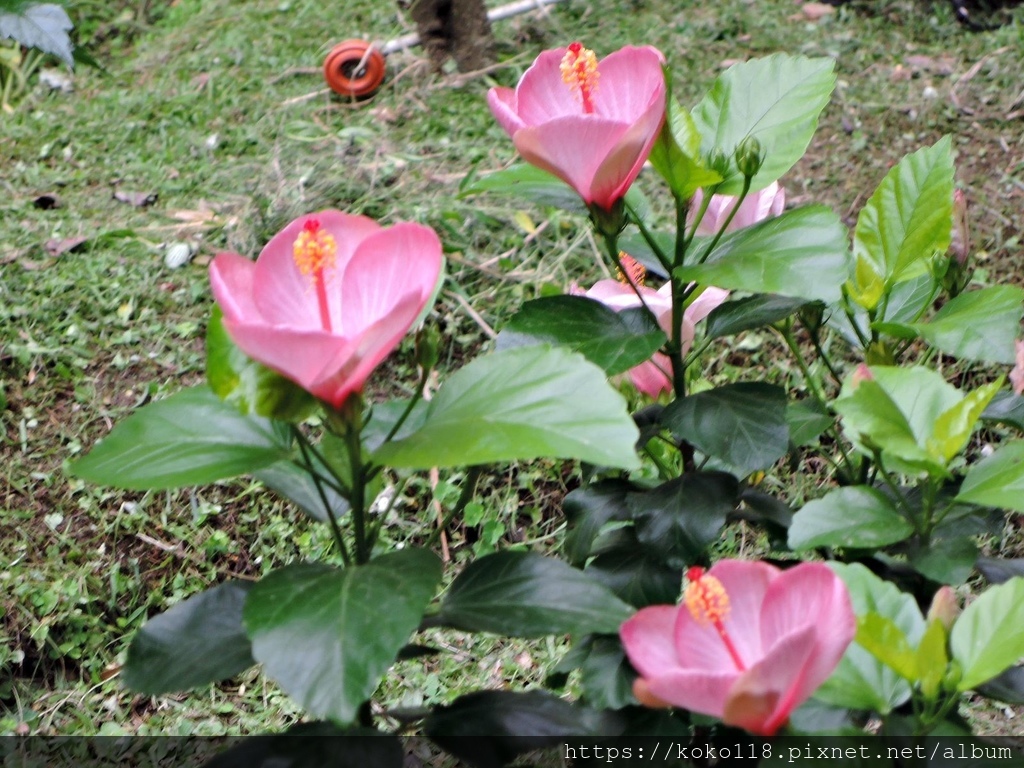 109.12.5 東山濕地生態教學公園-朱槿.JPG