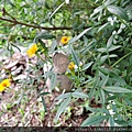 109.12.13 東山濕地生態教學公園-白波紋小灰蝶,芳香萬壽菊1.JPG