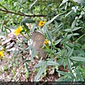 109.12.13 東山濕地生態教學公園-白波紋小灰蝶,芳香萬壽菊2.JPG