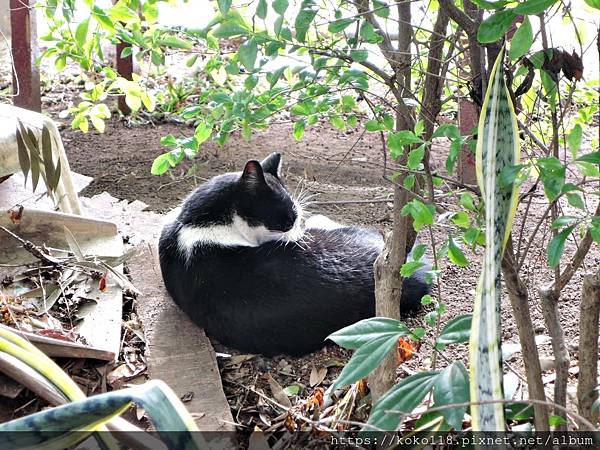 109.12.13 東山濕地生態教學公園-貓11.JPG