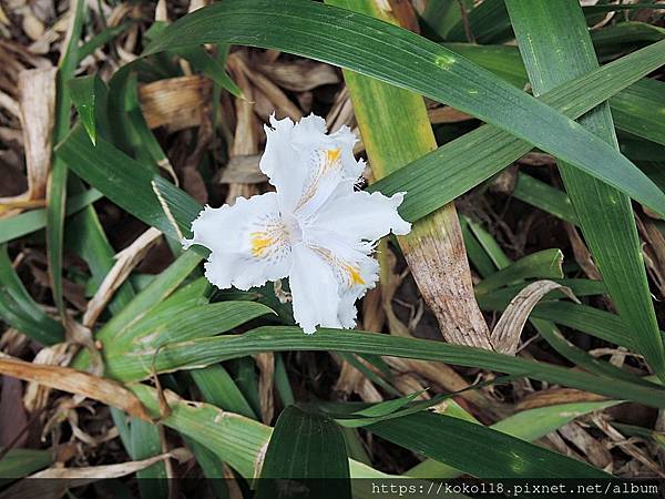 109.12.29 新竹公園-日本鳶尾.JPG