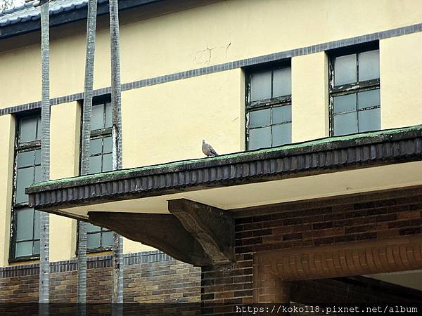 109.12.29 新竹公園-玻工館,金背鳩.JPG