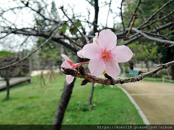 109.12.29 新竹公園-櫻花7.JPG