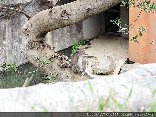 109.12.29 新竹動物園-馬來猴4.JPG