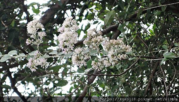 110.1.1 十八尖山-南非葉(扁桃斑鳩菊)1.JPG