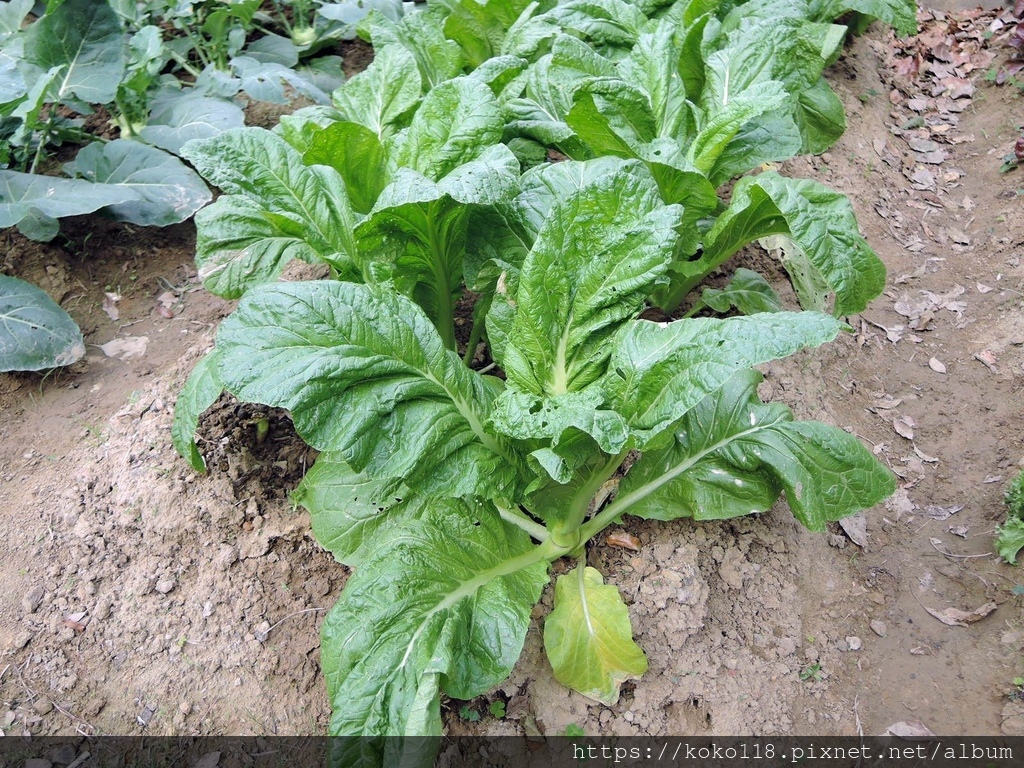 110.1.2 交通大學博愛校區外-汀甫圳-茄茉菜(牛皮菜).JPG