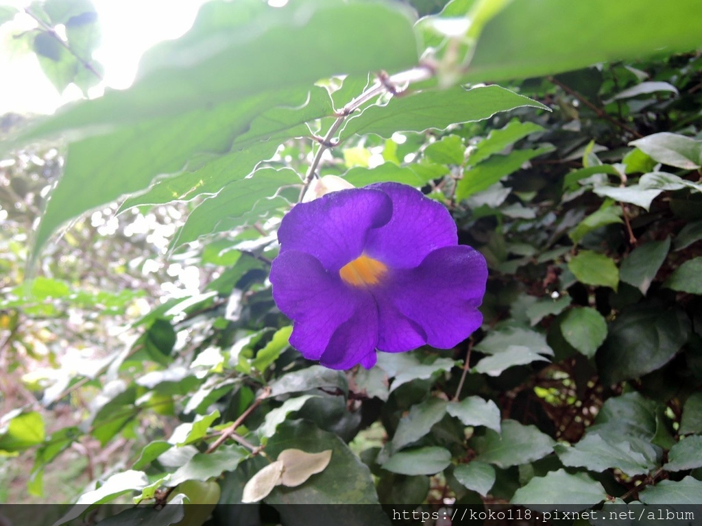 110.1.2 東山濕地生態教學公園-立鶴花1.JPG