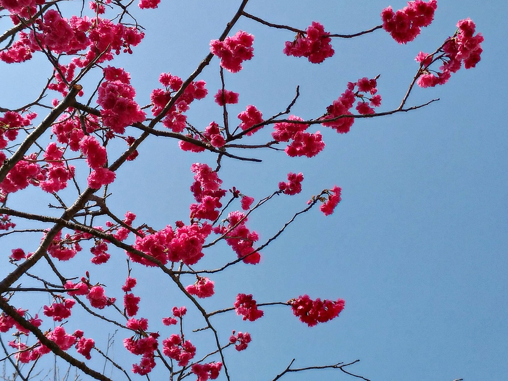 110.2.18 東山濕地生態教學公園外-汀甫圳-八重櫻2.jpg