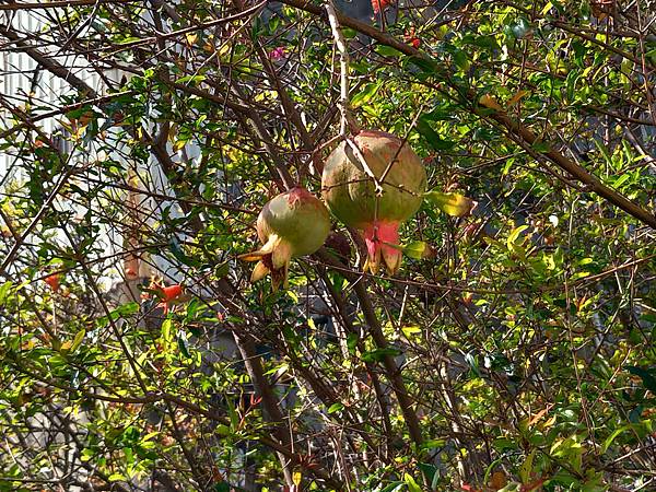 110.2.18 東山濕地生態教學公園外-汀甫圳-石榴.jpg