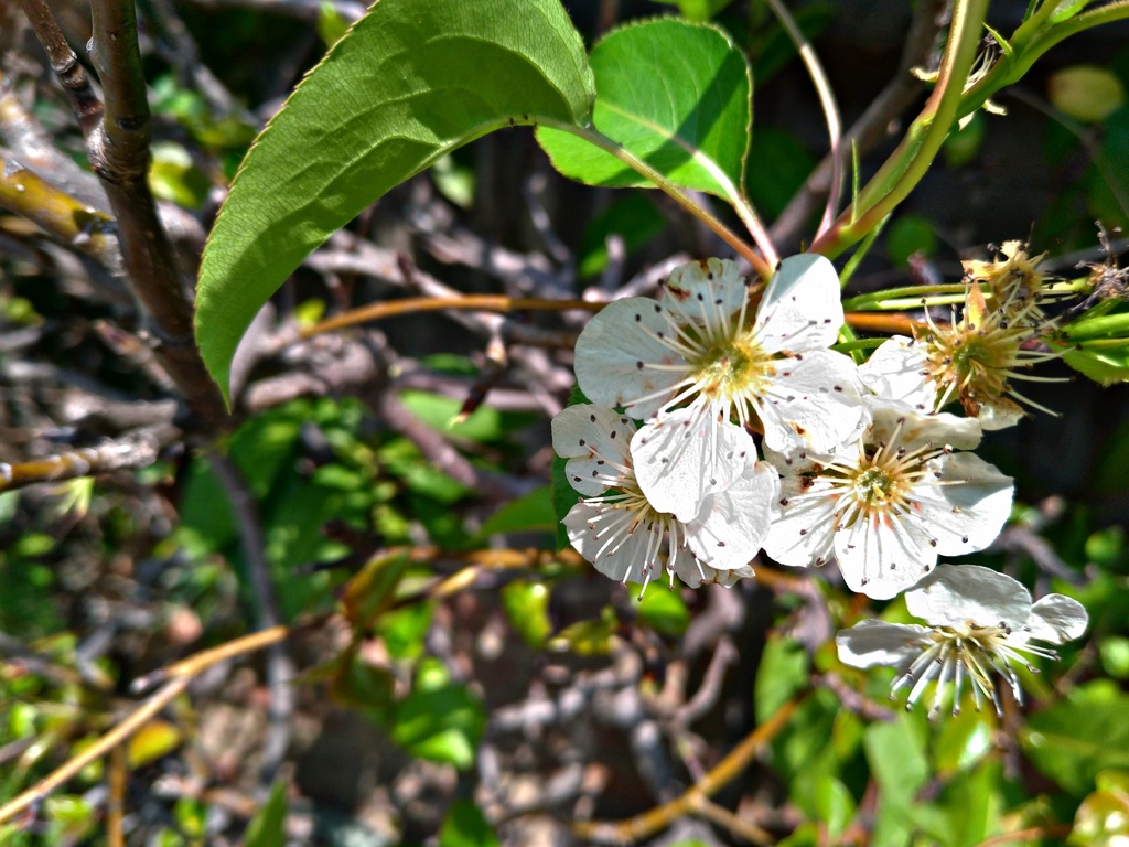 110.2.18 東山濕地生態教學公園外-汀甫圳-梨花.jpg