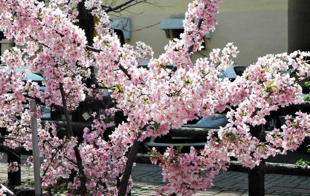 110.2.20 東山濕地生態教學公園外-東南街圳溝-河津櫻2.JPG