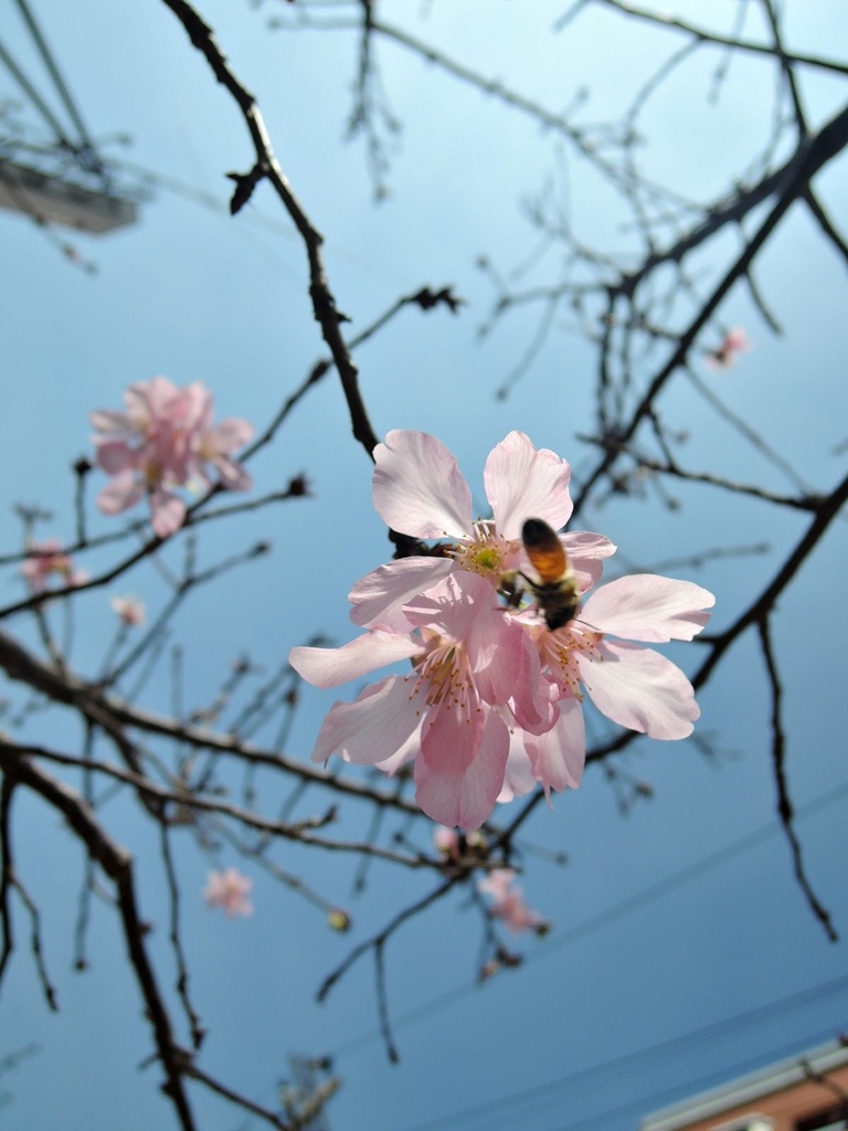 110.2.20 東山濕地生態教學公園外-東南街圳溝-昭和櫻1.JPG