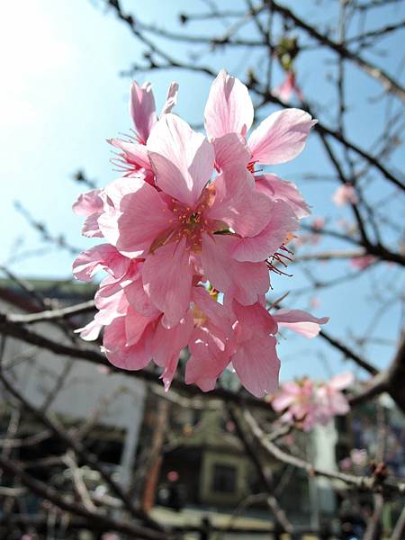 110.2.20 東山濕地生態教學公園外-東南街圳溝-昭和櫻3.JPG