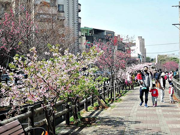 110.2.20 東山濕地生態教學公園外-東南街圳溝-櫻花.JPG