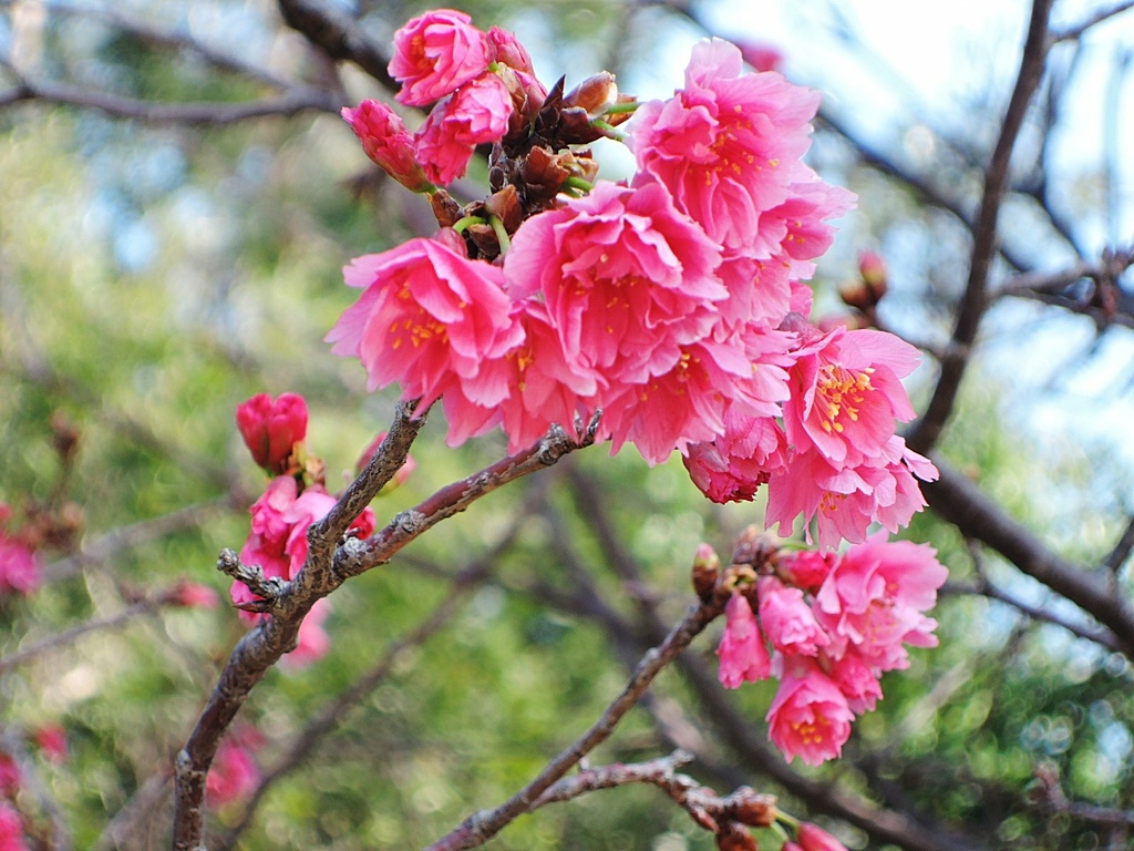 110.2.21 新竹公園外-八重櫻2.JPG