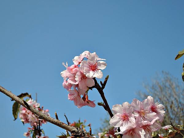 110.2.21 新竹公園-河津櫻28.JPG