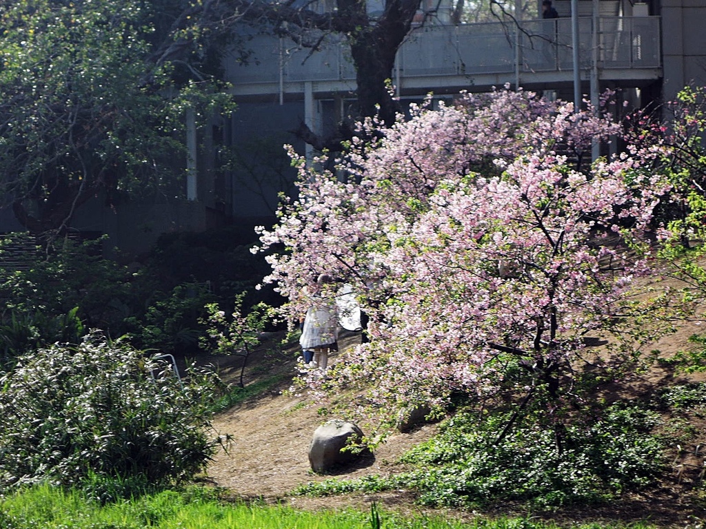 110.2.21 新竹公園-麗池-櫻花42.JPG