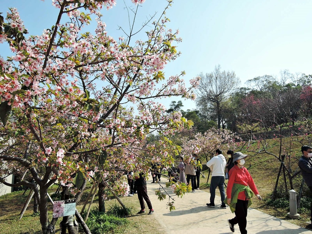 110.2.21 新竹公園-櫻花31.JPG