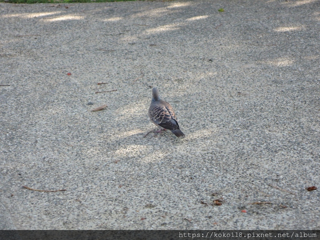 110.2.23 三民公園-金背鳩.JPG