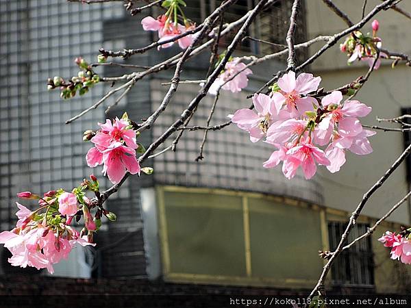 110.2.25 東山濕地生態教學公園外-東南街圳溝-富士櫻16.JPG