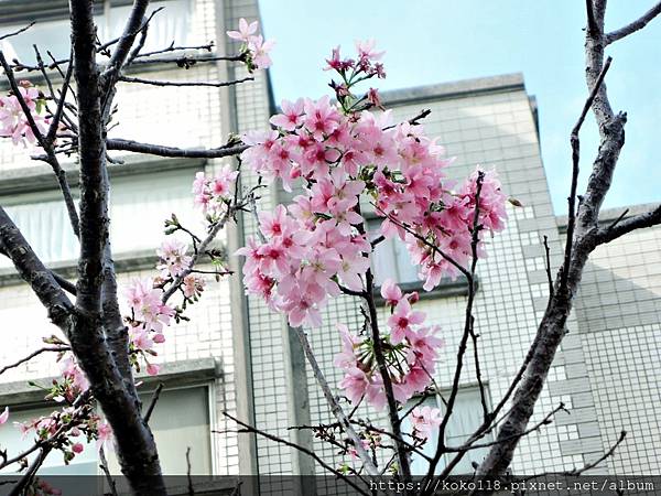 110.2.25 東山濕地生態教學公園外-東南街圳溝-富士櫻20.JPG