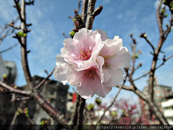 110.2.25 東山濕地生態教學公園外-東南街圳溝-墨染櫻1.JPG