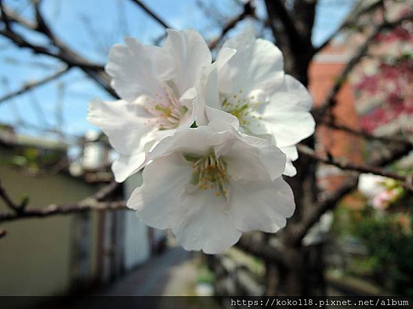 110.2.25 東山濕地生態教學公園外-東南街圳溝-墨染櫻7.JPG