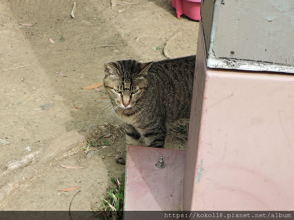 110.2.25 東山濕地生態教學公園-貓7.JPG