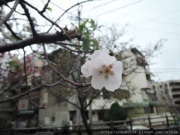 110.2.27 東山濕地生態教學公園外-東南街圳溝-墨染櫻14.JPG