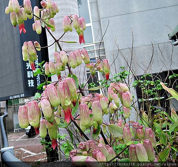 110.2.27 國小-落地生根(花).JPG