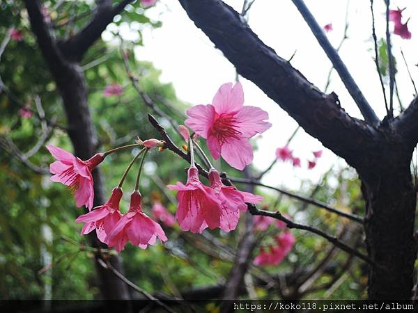 110.2.27 博愛小憩-山櫻花3.JPG