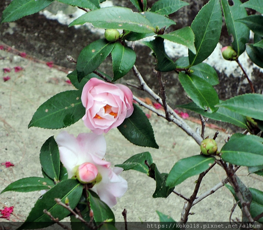 110.2.27 博愛小憩-茶花.JPG