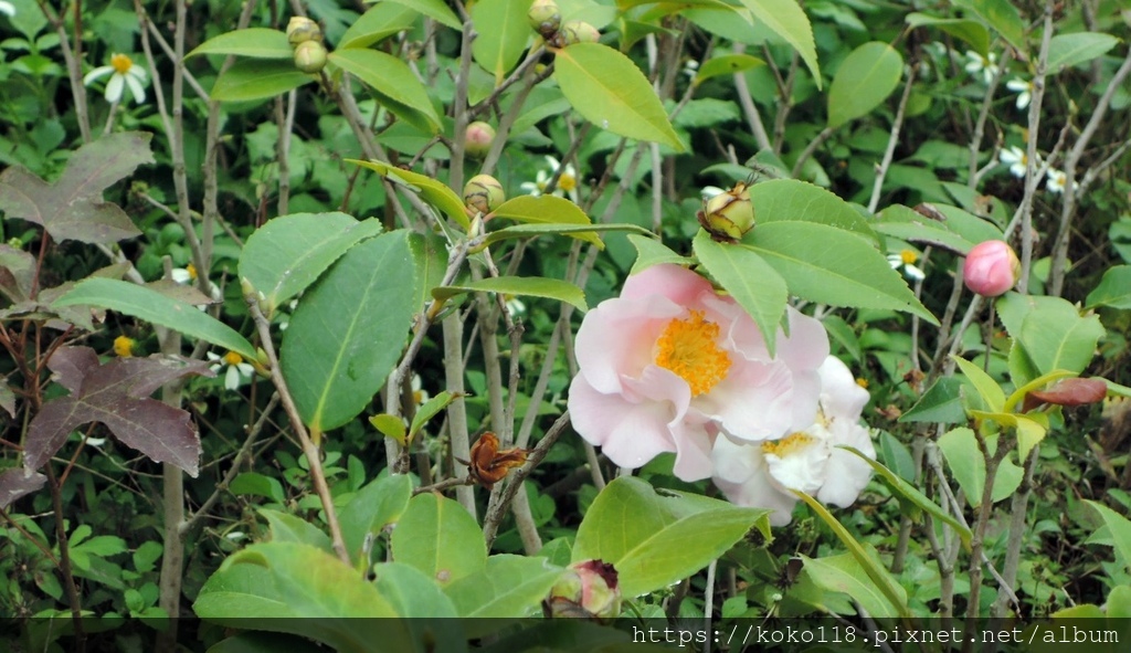 110.2.28 新竹公園-茶花1.JPG