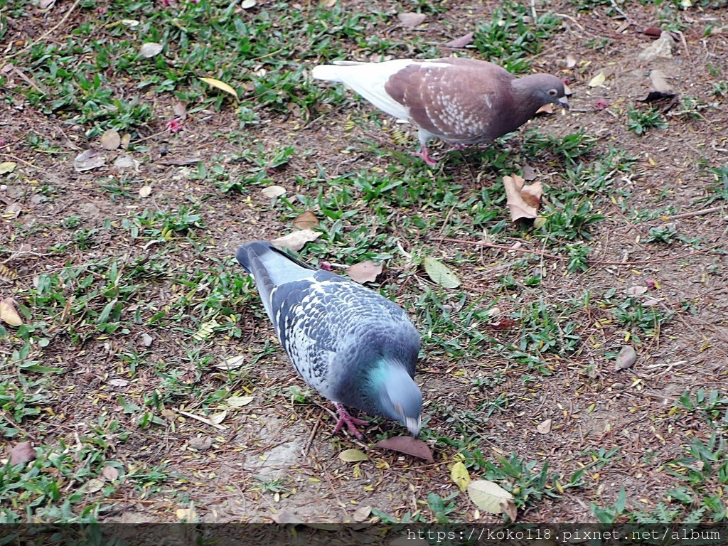 110.2.28 新竹公園-鴿子.JPG