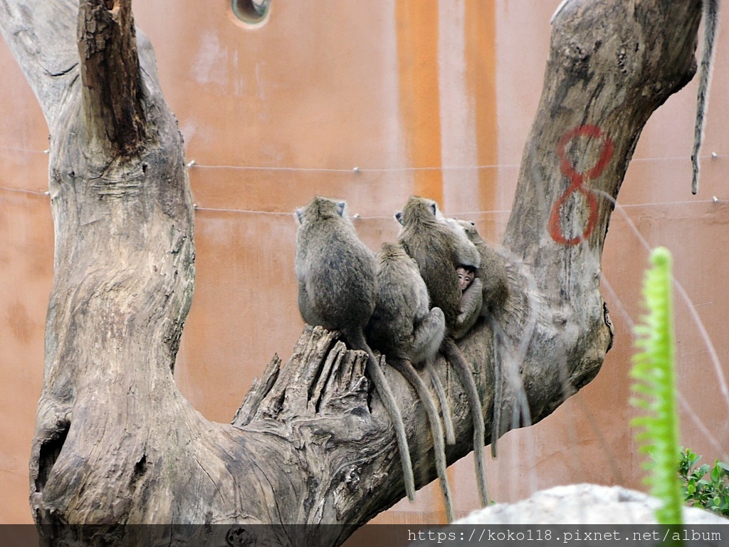 110.2.28 新竹動物園-馬來猴4.JPG