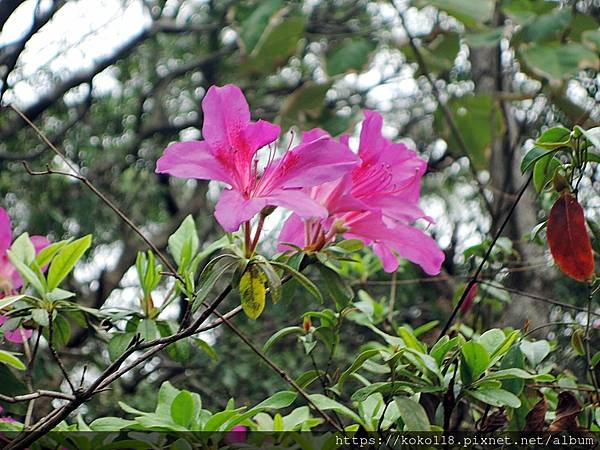 110.3.1 十八尖山-杜鵑花2.JPG