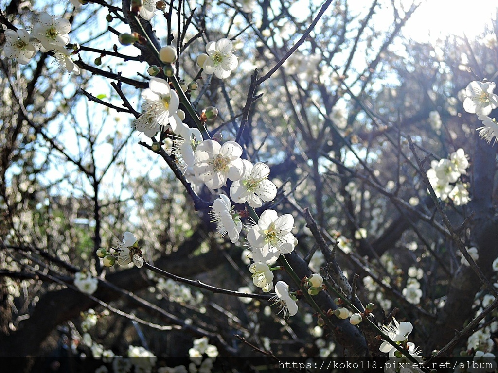 110.1.16 清華大學-梅園-梅花71.JPG