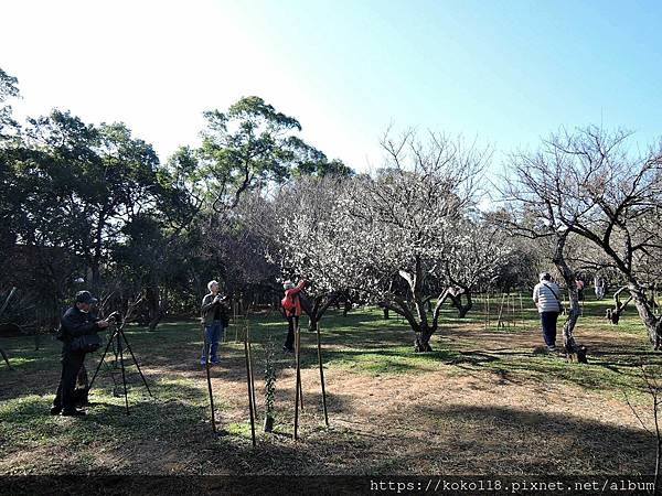 110.1.16 清華大學-梅園-梅花75.JPG