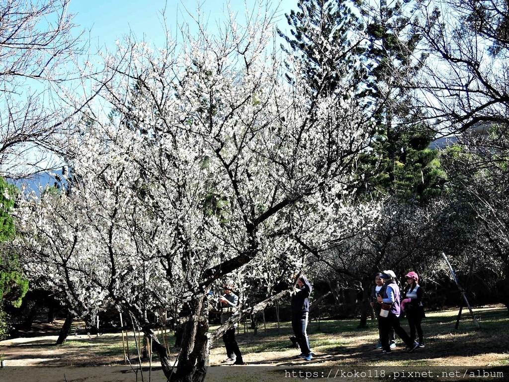 110.1.20 清華大學-梅園-梅花58.JPG