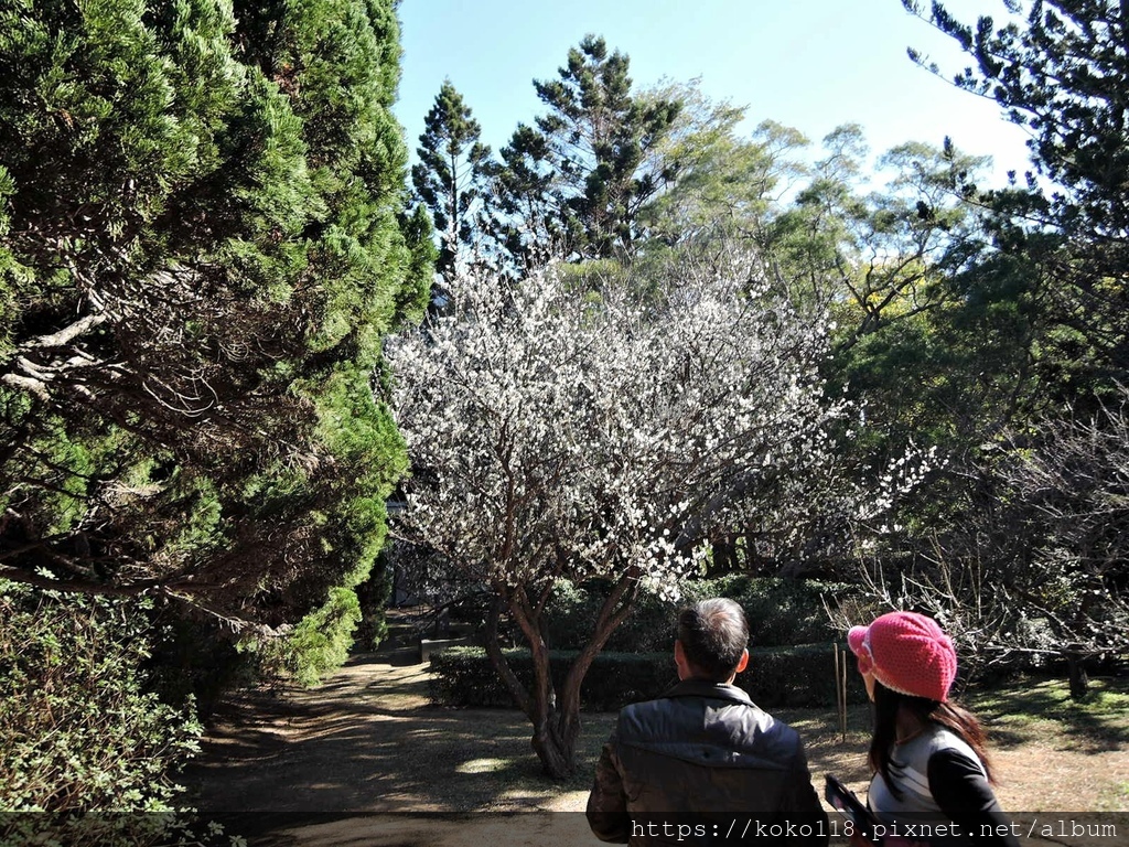 110.1.20 清華大學-梅園-梅花67.JPG