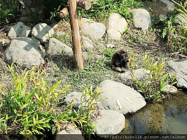 110.3.10 新竹動物園-灰長臂猿2.JPG