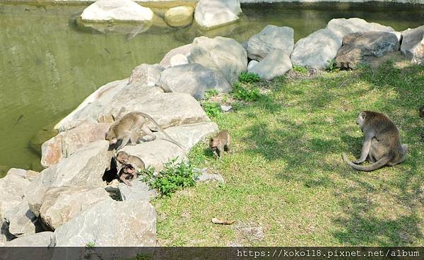 110.3.10 新竹動物園-馬來猴6.JPG