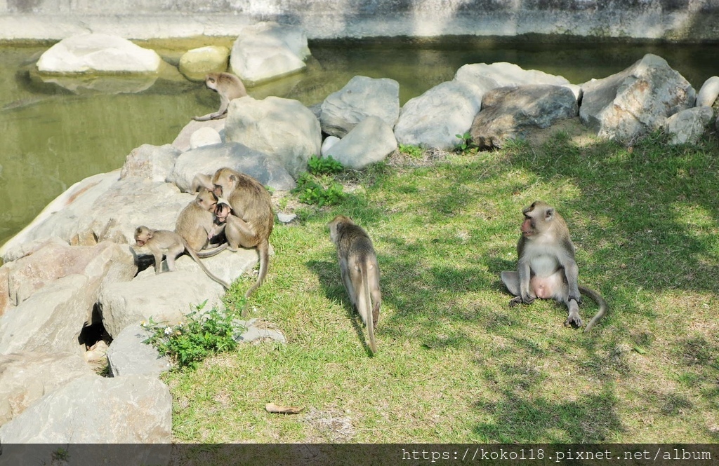 110.3.10 新竹動物園-馬來猴9.JPG